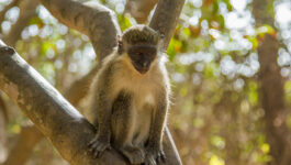 See African wildlife from a small-ship cruise, not a game truck