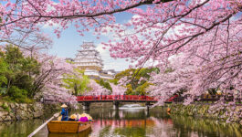 Hope springs eternal: Japan’s cherry blossoms bloom early following extreme weather