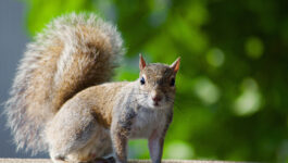 So this just happened: Woman and her emotional support squirrel kicked off flight