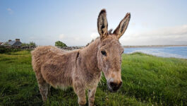 Stop what you’re doing and watch this video of an Irish singing donkey