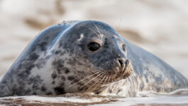 While one man is slapped by a seal, another man gets big hugs from one