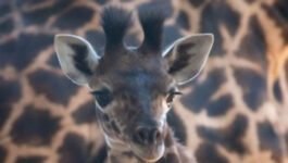 Help name Disney’s new baby giraffe, vote here