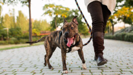 This city just banned dog walking during the day