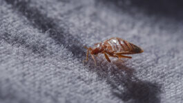 This city topped Bed Bugs list for 3rd straight year