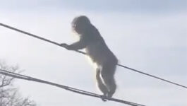 You won’t believe how much these monkeys in Japan hate the snow