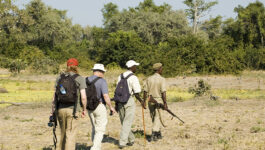 Earn an extra $20 when booking Goway’s Zambia walking safari