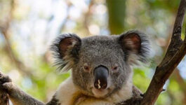 “How you doin?” Sexy koala wins the Internet with super seductive pose