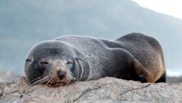 Scientists need your help finding the owner of a USB drive that was pooped out by a seal