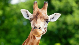 Watch epic video of a giraffe escaping a pride of hungry lions