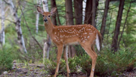 Deer using crosswalk prove that politeness is a Canadian trait