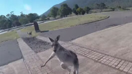 Watch this kangaroo duke it out with unsuspecting paraglider