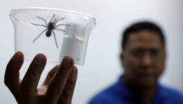 Creepy cargo: Philippines seizes 757 tarantulas from Poland