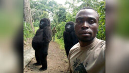 You’ll laugh out loud over these two gorillas posing for a selfie