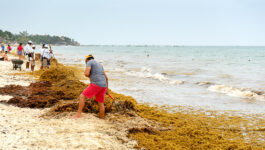 Mexico's prized beaches threatened by smelly algae invasion