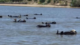 Stop-what-youre-doing-and-watch-these-sea-otters-perform-a-synchronized-swimming-routine