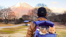 These adventurous cats probably travel more than you do