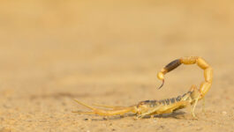 Scorpion-hitches-a-ride-to-Canada-in-womans-luggage-then-promptly-gives-birthv2