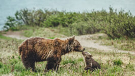 Youll-want-to-hug-your-mom-after-seeing-this-incredible-photo-of-a-mama-bear-and-her-cub