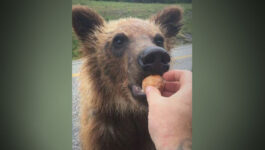 BC-man-fined-2000-for-handfeeding-Timbit-to-a-bear-v2