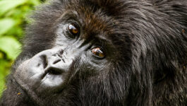 G-Adventures-announces-12-new-tours-in-Jane-Goodall-Collection