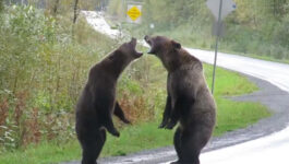 Watch-this-incredible-video-of-two-grizzlies-duking-it-out-on-Canadian-highway