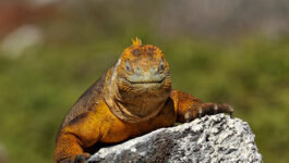 Goway promotes new brochure with Galapagos cruise contest