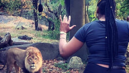 Watch-this-woman-climb-over-a-fence-to-taunt-a-lion-at-the-Bronx-Zoo