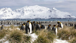 Adventure-Canada-now-offering-Antarctica-expeditions-3