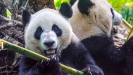 It-takes-two-airlines-to-feed-picky-pandas-at-Calgary-Zoo