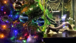 An-electric-eel-in-Tennessee-has-the-power-to-light-up-a-tree