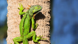 It-is-so-cold-in-Florida-that-iguanas-are-falling-out-of-trees