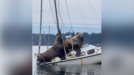 Nothing-to-see-here-just-two-humongous-sea-lions-on-the-back-of-a-boat