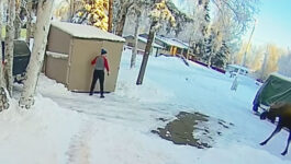 What-would-you-do-Alaska-man-gets-trapped-inside-shed-by-aggressive-moose