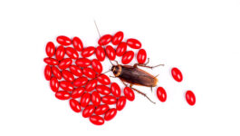 Cockroaches-named-after-ex-lovers-are-being-fed-to-zoo-animals-on-Valentines-Day