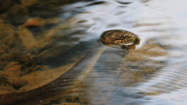 Florida-snakes-seen-gettin-frisky-prompt-partial-closure-of-park