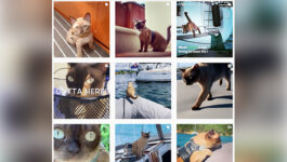 This-cat-is-living-large-sailing-around-the-world-on-a-yacht