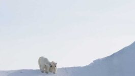 Arctic-Kingdom-suspends-all-expeditions-until-June