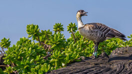 This-Hawaiian-festival-now-in-its-5th-year-is-perfect-for-birders