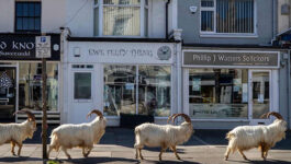 Goats-take-over-a-small-seaside-town-currently-in-lockdown