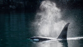 Whales-are-swimming-freely-in-Vancouver-during-the-citys-lockdown