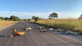 With-no-tourists-in-sight-Krugers-lions-take-a-nap-in-the-middle-of-the-road