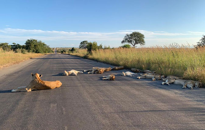 With No Tourists In Sight Kruger S Lions Take A Nap In The Middle Of The Road Travelweek