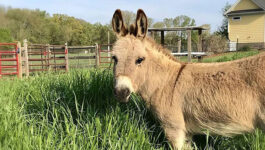 You-can-rent-a-miniature-donkey-to-crash-your-next-conference-call-3