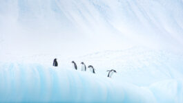 Scenic to resume luxury expeditions to Antarctica