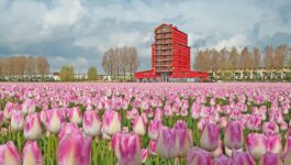 Scenic to include full day at Floriade on five cruises