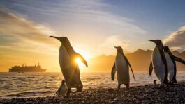 Lindblad Expeditions-National Geographic unveils eight new epic voyages