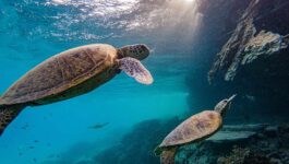 Get to know Australia’s Heron Island, land of sun and sea turtles