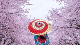 Goway has exclusive spots for Japan’s cherry blossom season