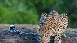 African Travel Inc.’s new summer webinar series focuses on luxury safari trends