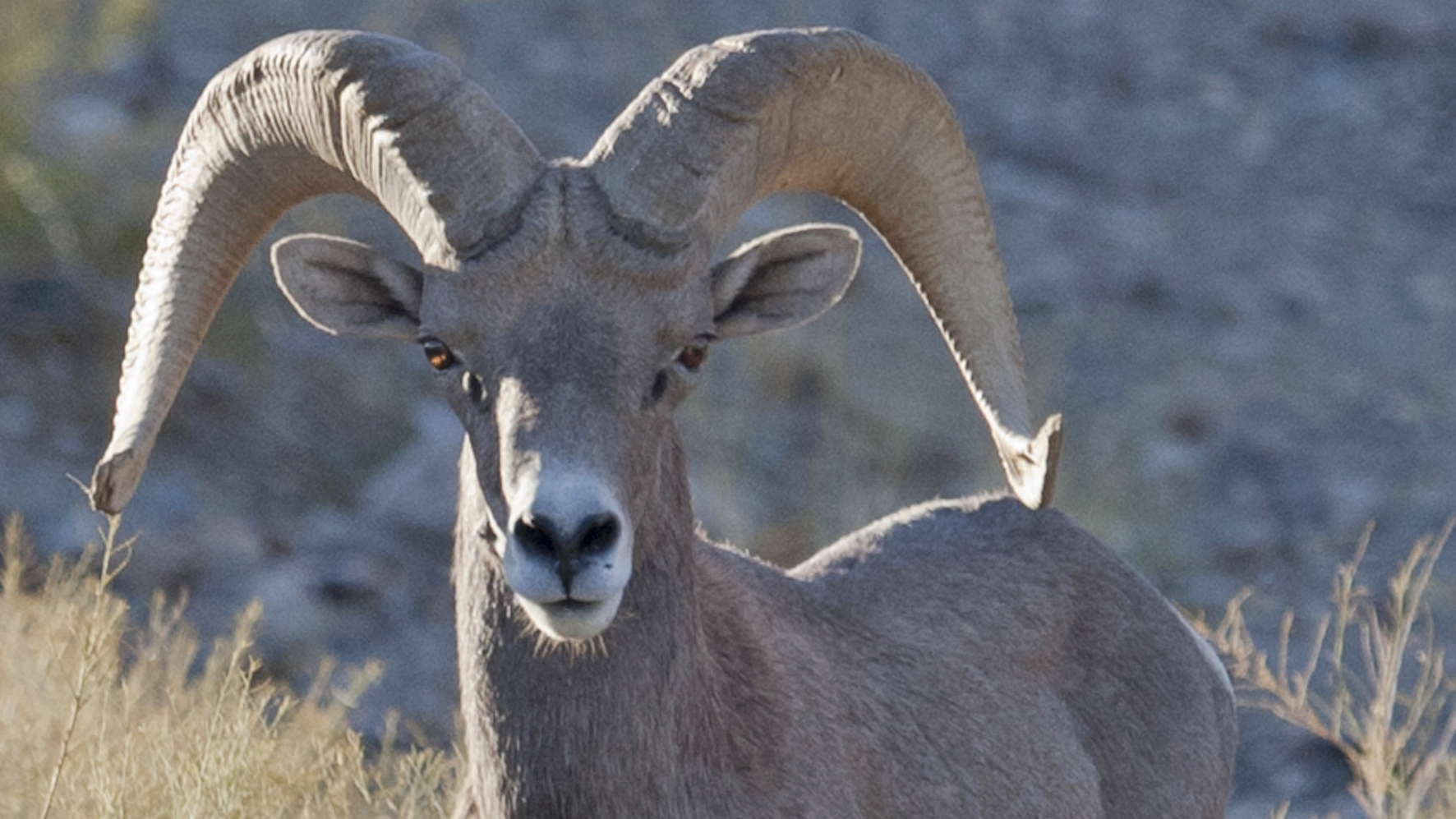 Nevada’s ‘Death Valley Rally’ offers a world of extremes just an hour off The Strip